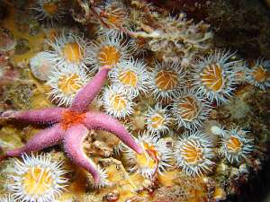 Actinothoe sphyrodeta anemones with Bloody Henry Starfish on a vertical bedrock wall